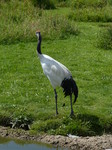 FZ006188 Crane (Grus grus).jpg